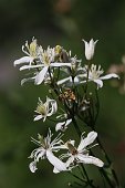 Sul Sentiero dei fiori dalla Val d'Arera al Passo Branchino - FOTOGALLERY